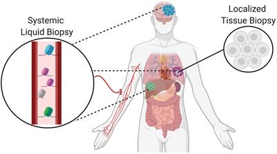 Detection of Cell Types Contributing to Cancer From Circulating, Cell-Free Methylated DNA